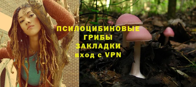 Псилоцибиновые грибы Psilocybine cubensis  Губкин 